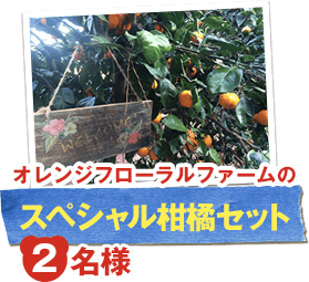 オレンジフローラルファームのスペシャル柑橘セット 2名様